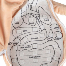 Lalka anatomiczna montessori – nauka budowy ciała dziewczynka