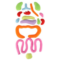 Lalka anatomiczna montessori – nauka budowy ciała dziewczynka